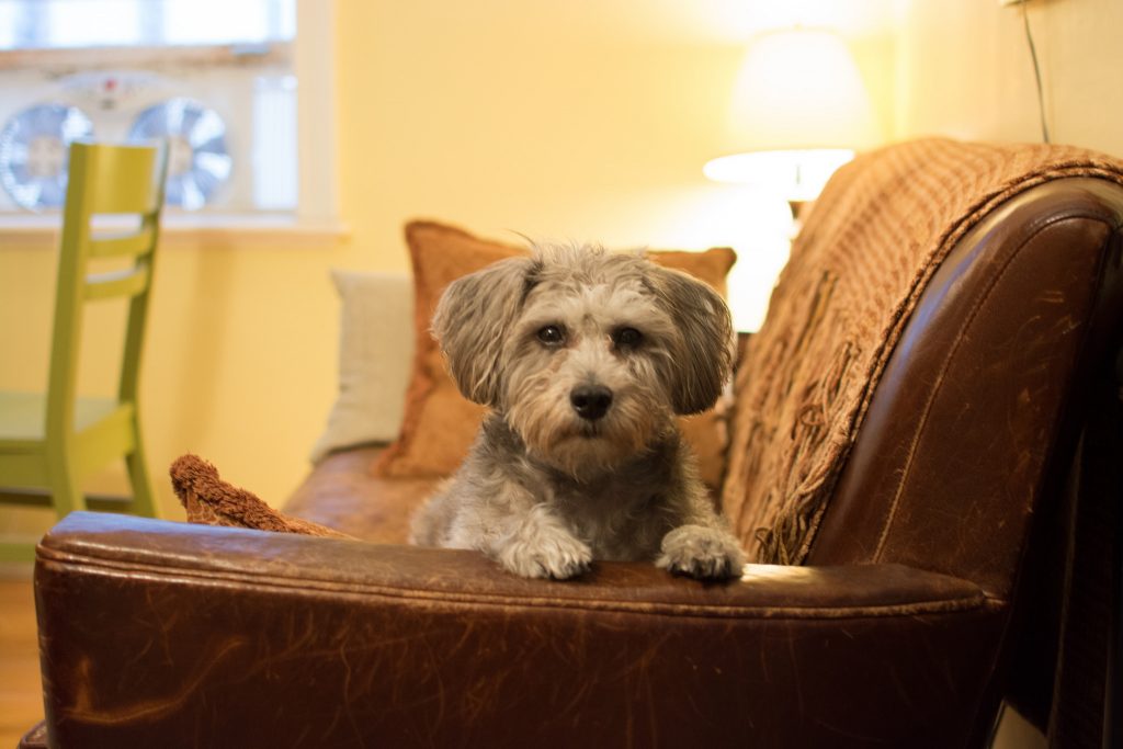 Dog on couch