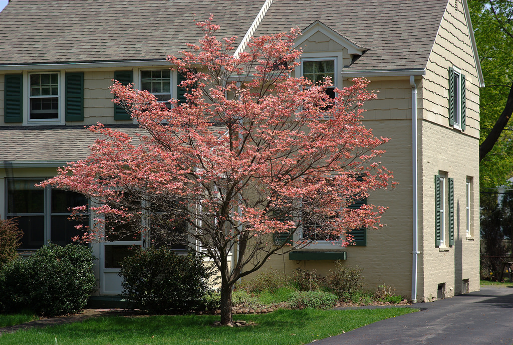 blooming tree